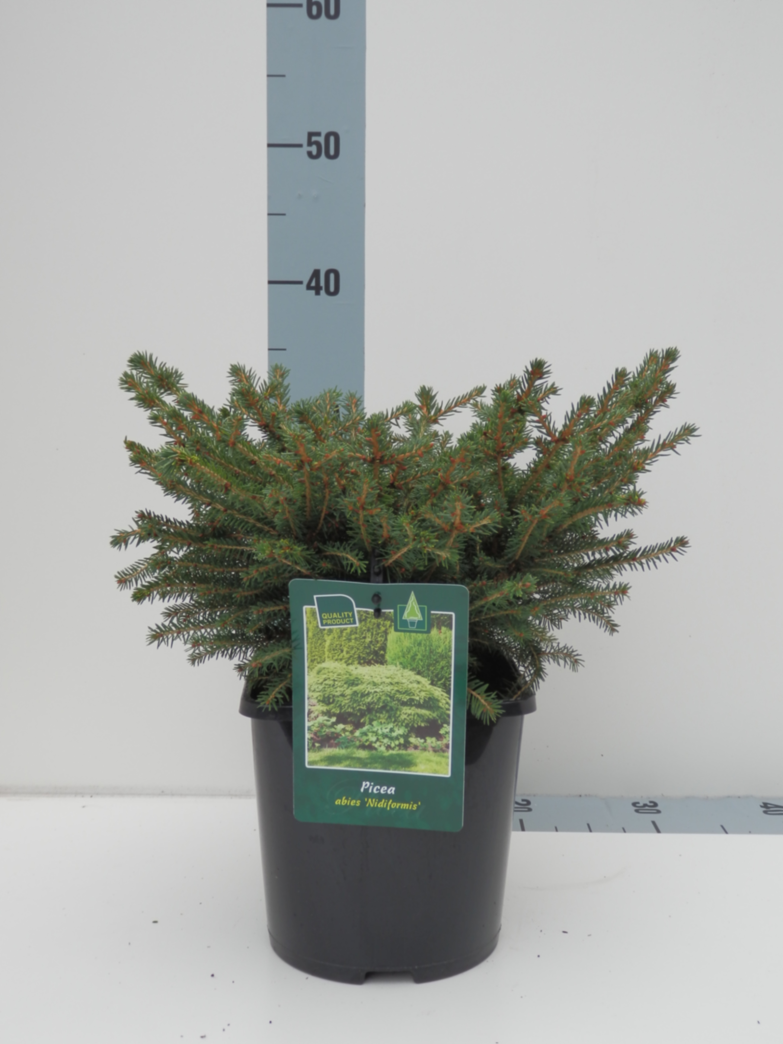 Ель обыкновенная Нидиформис